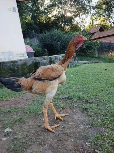 Franguinho indio gigante