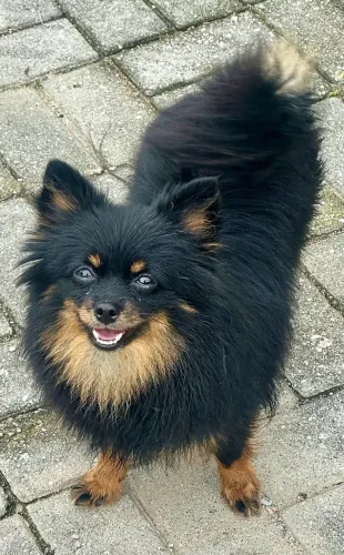 Doação de Lulu da Pomerânia