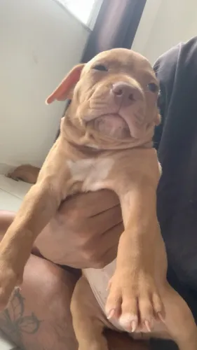 Filhote de pitbull 