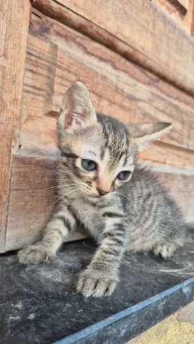 Doação de Gatinhos
