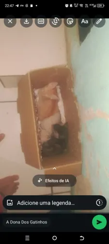 Doação de um gatinho amarelinho