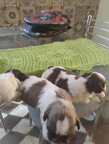 Shitzu miniatura figada