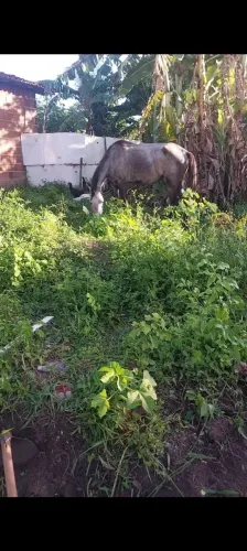 Égua a venda