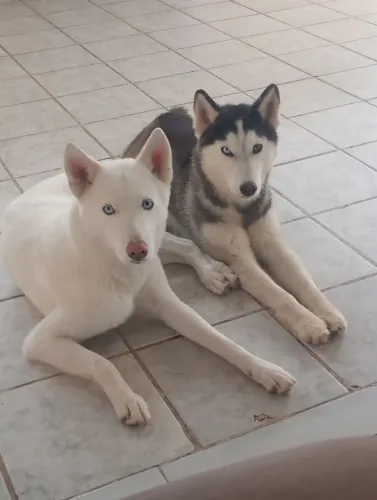 Casal de Husky siberiano