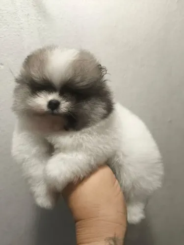 Lulu da Pomerânia Anão 