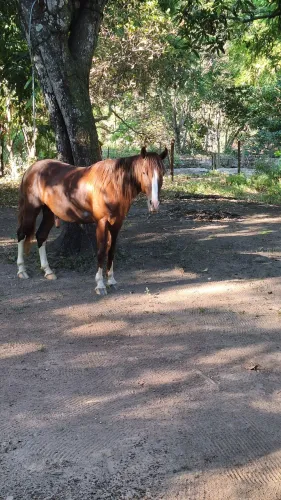 Cavalos