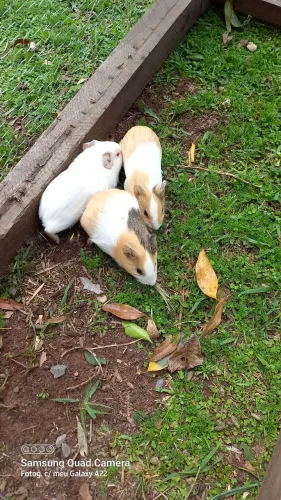 Vendo porquinho da Índia
