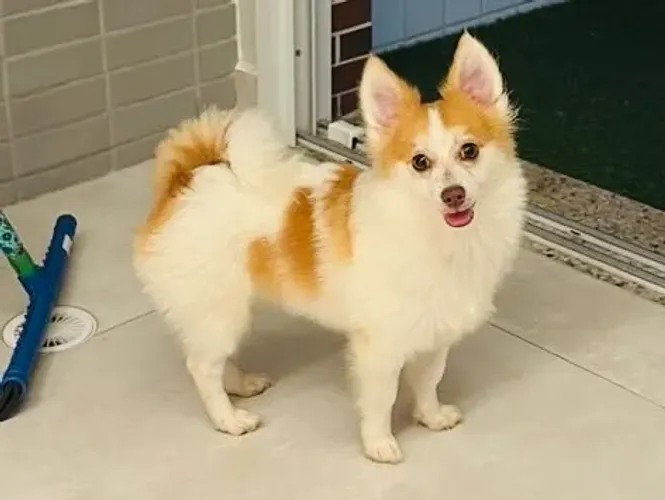 Filhote de Spitz Alemão