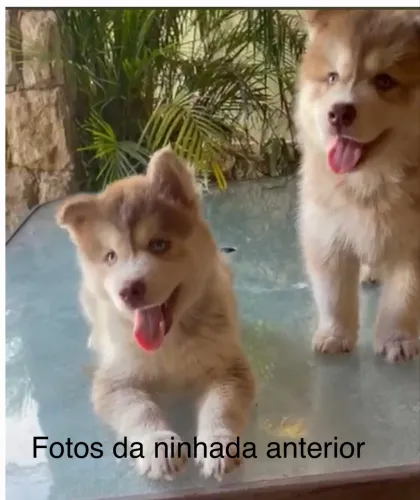 Husky siberiano wooly 
