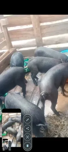 Porco vivo