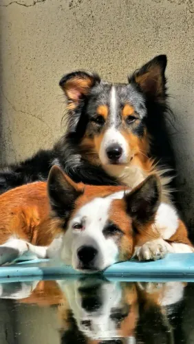Filhotes Border Collie -Últimos DOIS- Disponíveis para Entrega