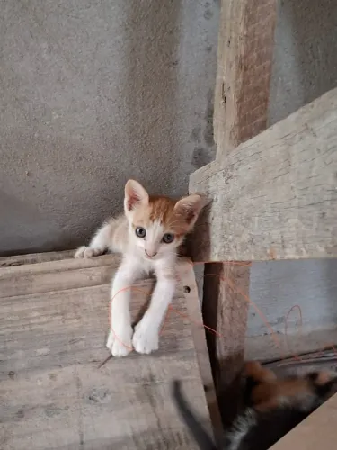 Doação de gatinhos