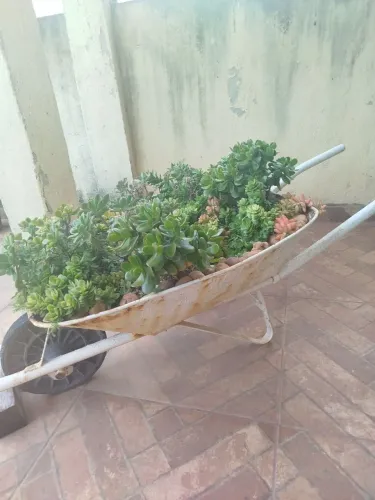 Mini Jardim de Suculentas em Carrinho Decorativo 
