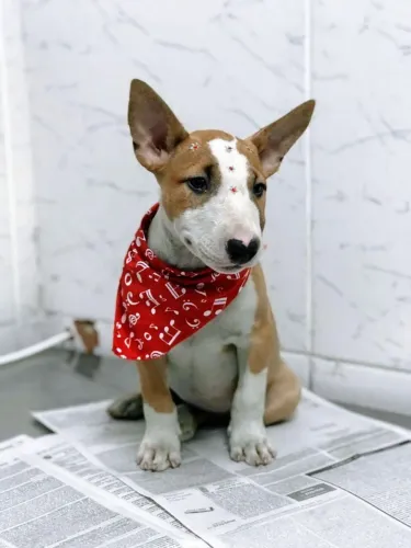 Bull Terrier Filhote com Segurança e Garantia