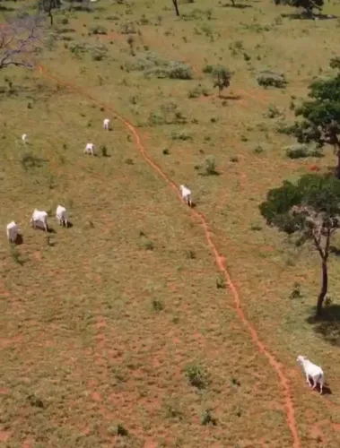 Fazenda 250 hectares, formada 3.200.000