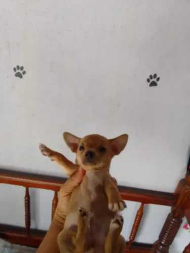 Filhotes disponíveis pra venda