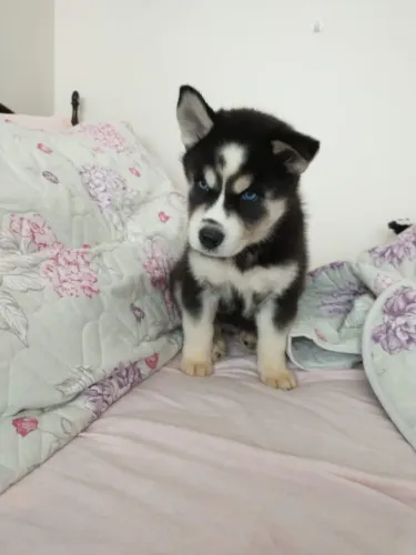 Husky siberiano Filhotinho que encanta desde o primeiro momento