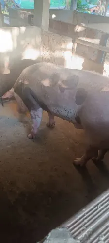 Reprodutor Pietran PO na pelagem Dalma 