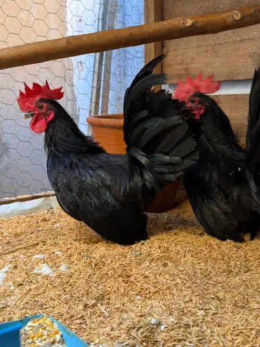 Vendo galo da raça Nagasaki black 