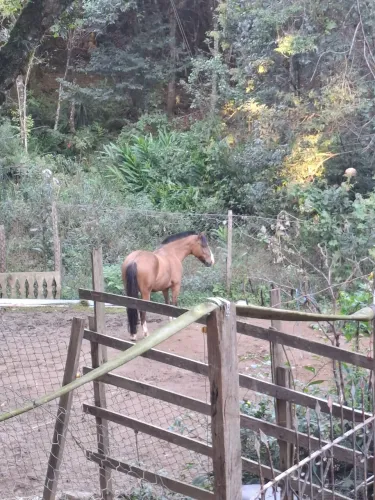 Cavalo crioulo