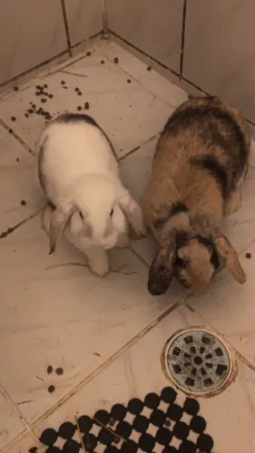 Coelho Mini Lop