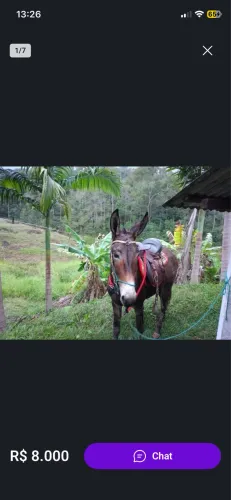 Burro de cela manso