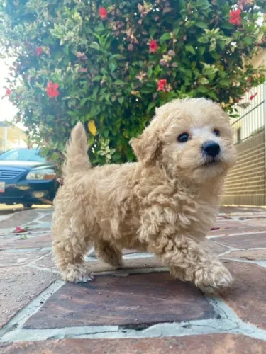 Filhote Poodle Macho com Muito Carinho pronta entrega