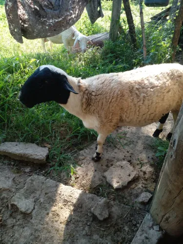 Casal de carneiros com 1 filhote macho