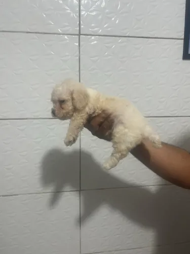 Poodle toy