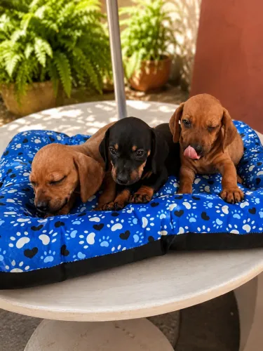 Basset Machos