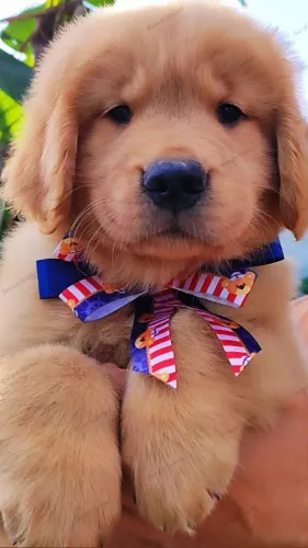 Golden Retriever filhotes liberados para entrega
