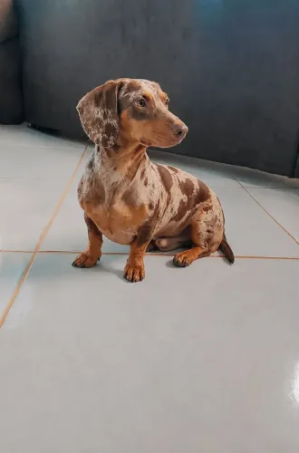 Dachshund Pra Cruza 