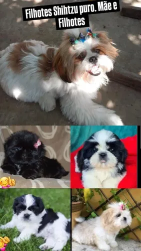 Filhotes Shihtzu