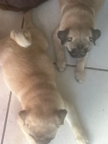 Vendo pug já vacinada