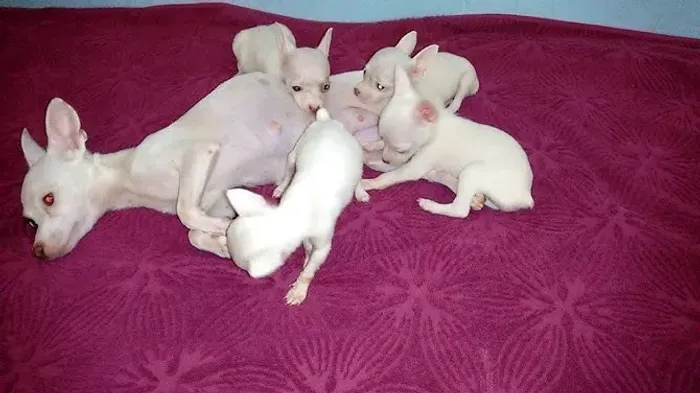 Pincher com chiuaua só 199