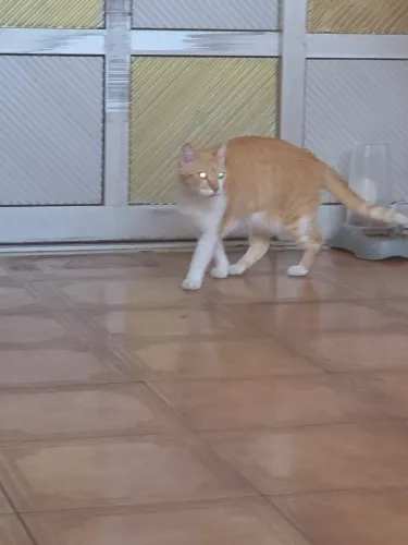Dou em doação gata amarelo castrada