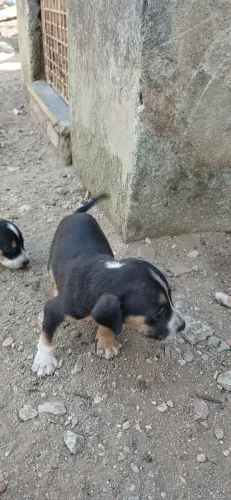 Adoção de pet