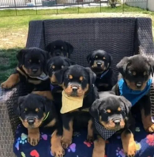 Rottweiler O dia começa com lambidas