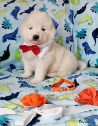 Cãozinho Samoieda dócil e saudável pronto para entrega imediata