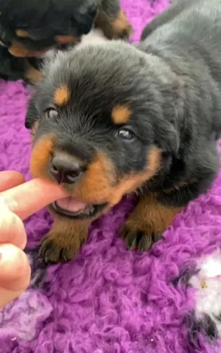 Rottweiler - Um Cachorrinho Para Deixar Seus Dias Mais Acolhedores