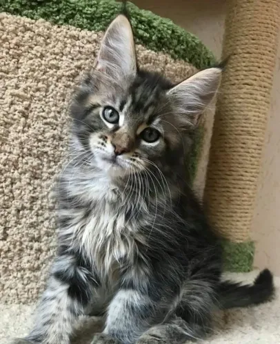 Maine Coon Afeto que se manifesta nos detalhes