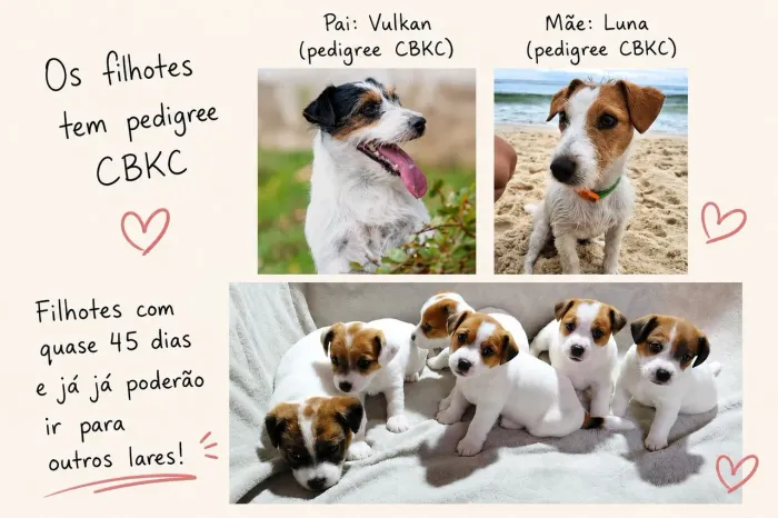 Filhote de Jack Russel Terrier.