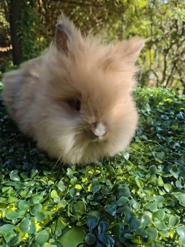Coelhos