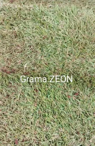 Grama São Carlos Produto Natural Alta Resistência 