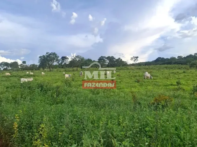 Fazenda 1.000 alqueires (4.840 hectrares) Rio Do Sono - To