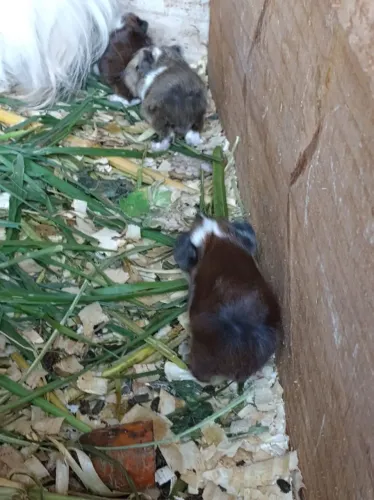 vendo filhote porquinho da india peruano