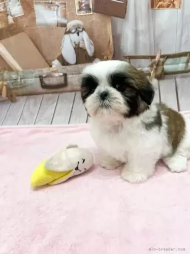 Baby Macho e Fêmea Dócil Shih tzu/shitzu SP Vacinados