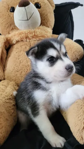 Husky siberiano disponíveis 