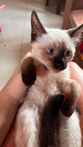 Doa-se esse lindo gatinho de raça