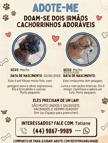 Filhotes